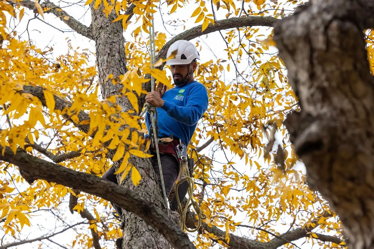 Skilled Storm Damage Cleanup crew working in Farwell
